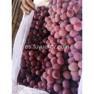 INICIO DE UVAS DE YUNNAN 2019